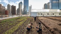 Rooftop Farm.