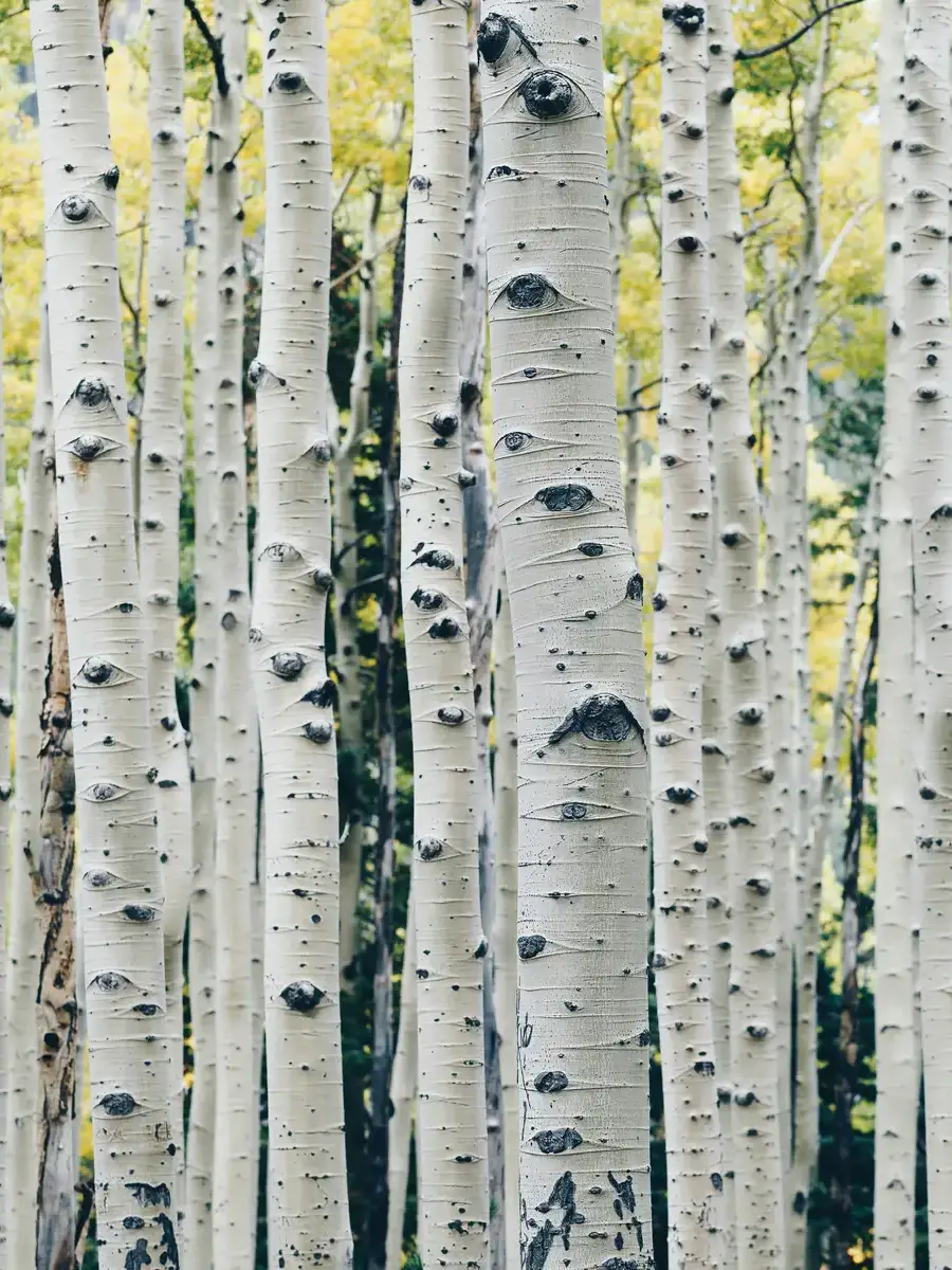 Populus.