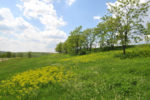 Freshkills Park: Once a Landfill, Now a Lush Landscape | 2013-07-26 ...