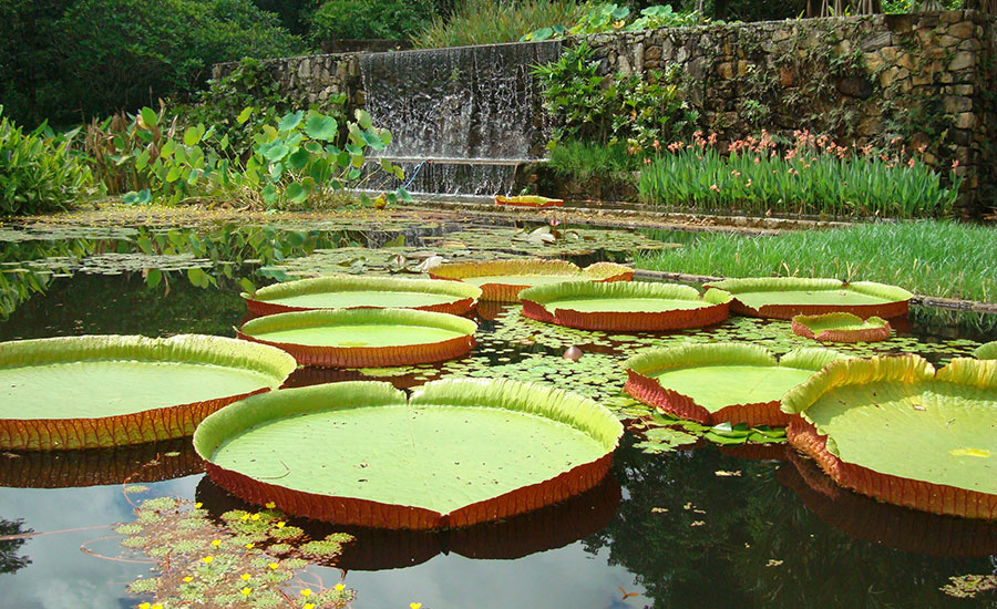 Review of 'Roberto Burle Marx: Brazilian Modernist' | 2016-05-18 